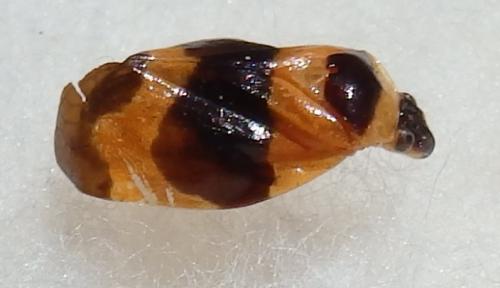 Tropidorhinella onorei